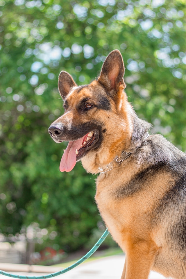 Preserving a Legacy: The Alsatian Shepherd Dog Breeder’s Journey